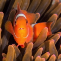   Tomato clownfish parasite  